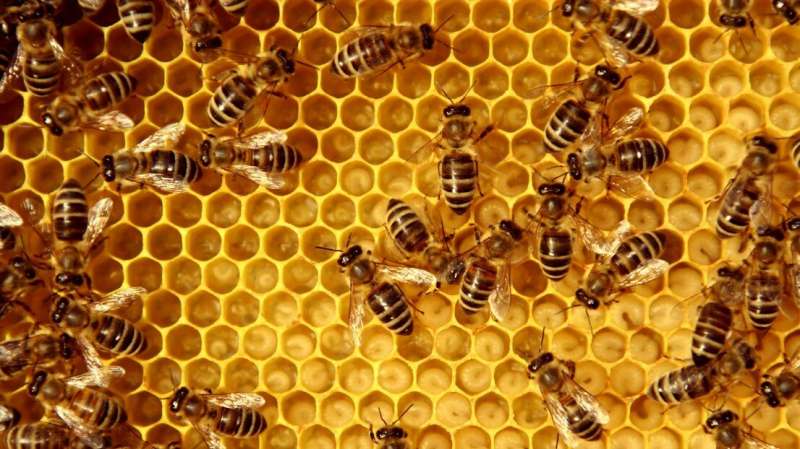 Using artificial intelligence to save bees