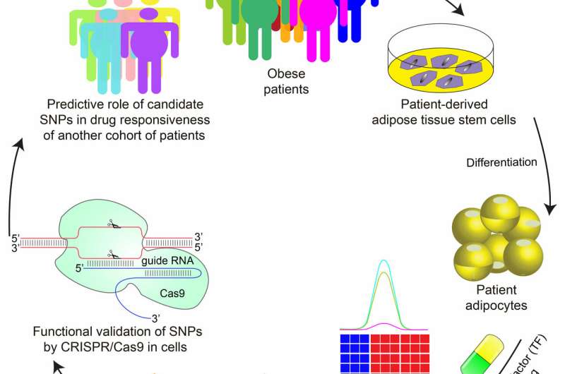 Using genetics of human fat cells to predict response to anti-diabetes drugs