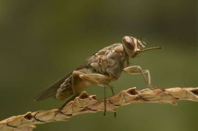 Using machine learning to eradicate the tsetse fly in sub-Saharan Africa