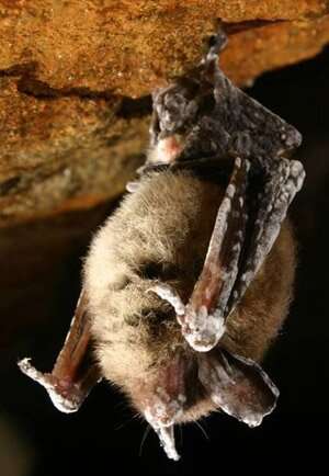 Vaccination may help protect bats from deadly disease
