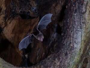 Vampire bats help unravel the mystery of smell
