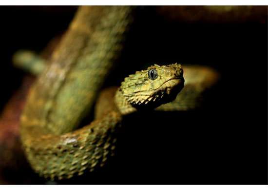 Variable venom -- why are some snakes deadlier than others?