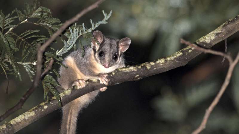Victoria’s threatened species lose out to logging