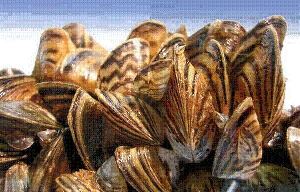 Video: Understanding the zebra mussels problem