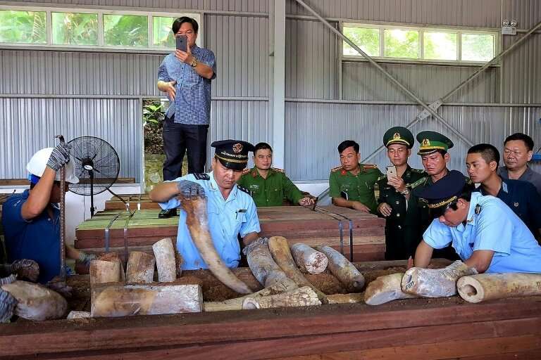 Vietnamese customs officials inspect a huge haul of suspected ivory seized from a timber shipment from the Republic of Congo