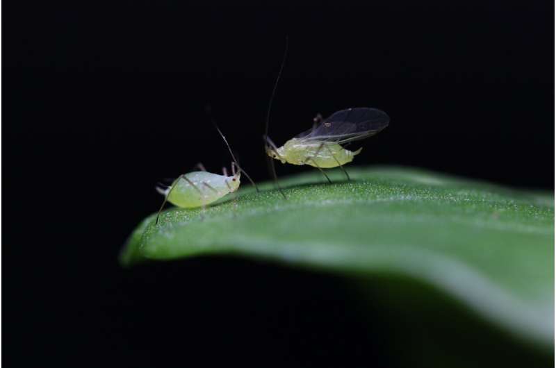 Virus genes help determine if pea aphids get their wings