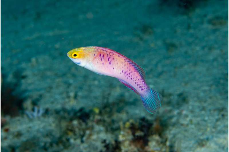 Wakanda forever! Scientists describe new species of 'twilight zone' fish from Africa