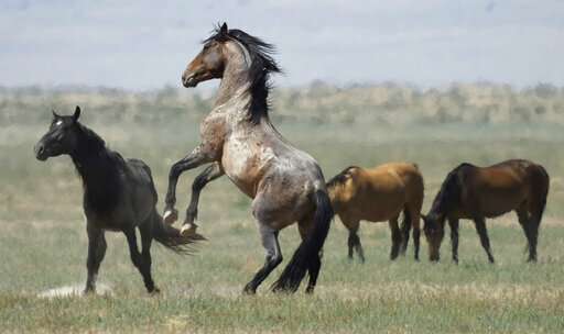 Wanted: More pastures for West's overpopulated wild horses