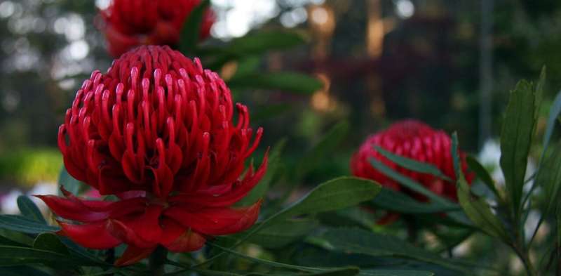 Waratah is an icon of the Aussie bush (and very nearly our national emblem)