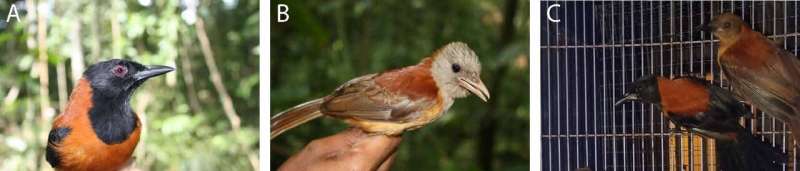 Warning signs in a poisonous Papuan songbird