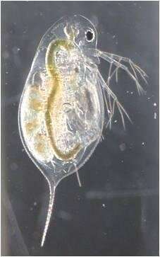 Water flea can smell fish and dive into the dark for protection