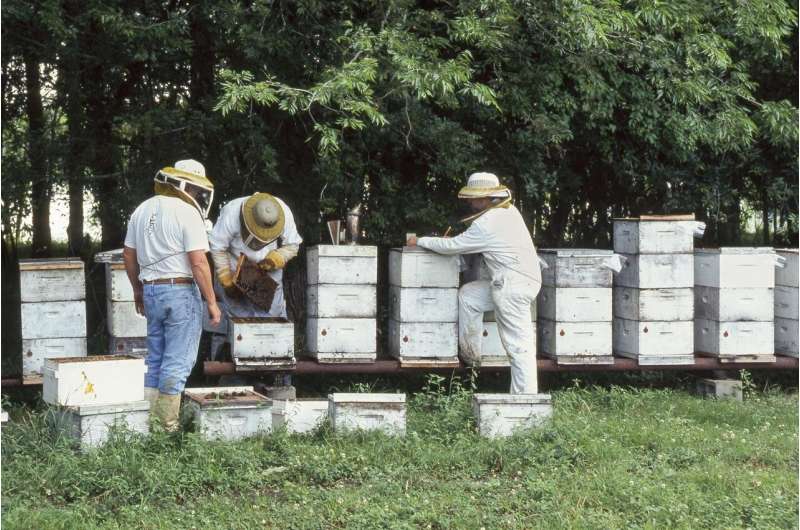 Weak honey bee colonies may fail from cold exposure during shipping