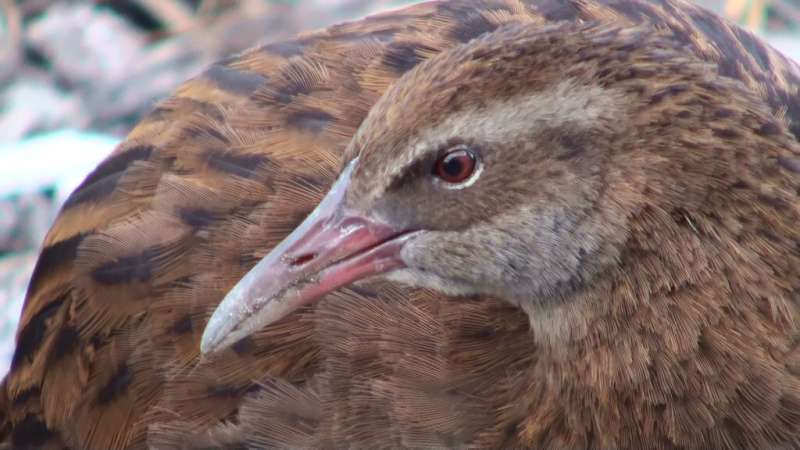 Weka: Sandwich-stealing scallywags or ecosystem managers?