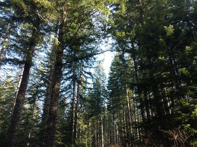 West Coast forest landowners will plant less Douglas-fir in warming climate, model shows
