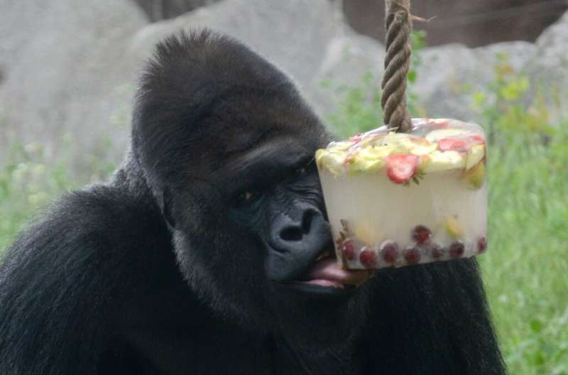 Western lowland gorillas were treated to frozen fruits at the Prague zoo