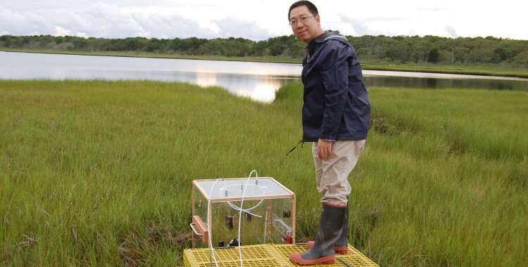 Wetlands will keep up with sea level rise to offset climate change