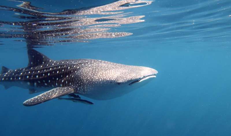 Whale shark hot spot offers new conservation insights