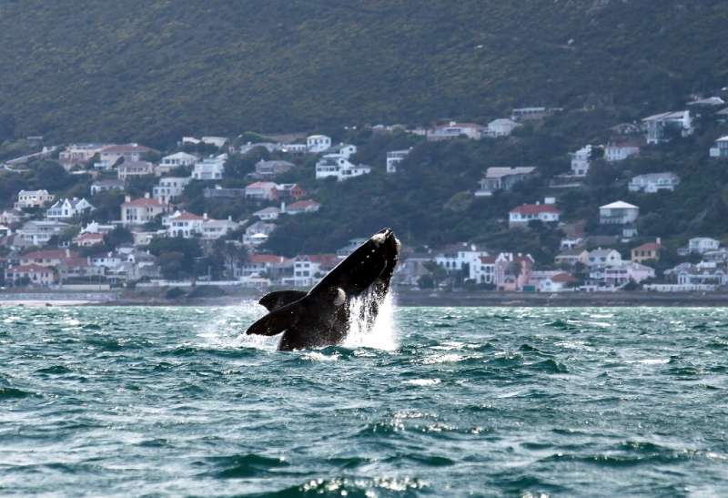 Whales have been caught in octopus trap lines in Cape Town's False Bay seen here