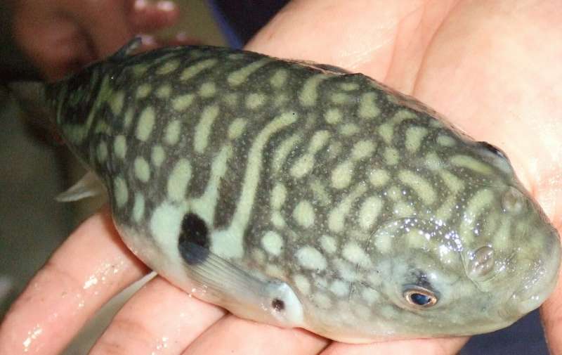 What makes the deadly pufferfish so delectable