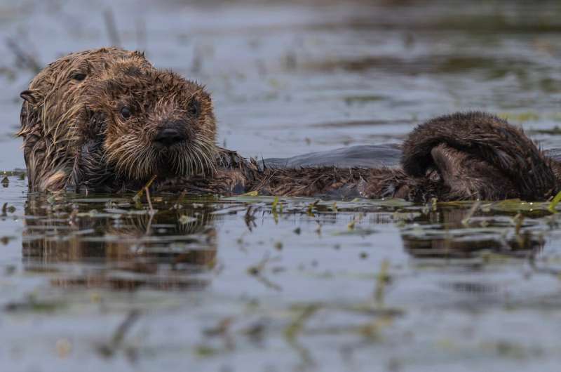 What's killing sea otters? Scientists pinpoint parasite strain