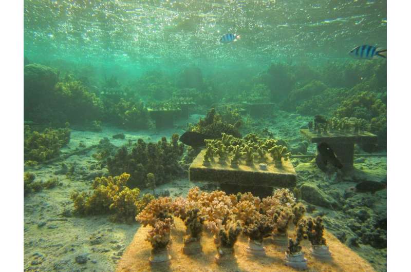 When coral species vanish, their absence can imperil surviving corals