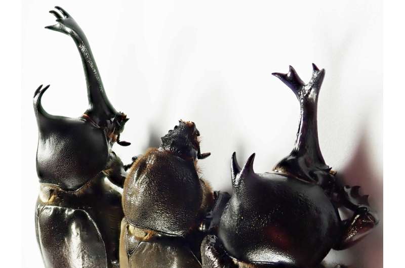 When do male and female differences appear in the development of beetle horns