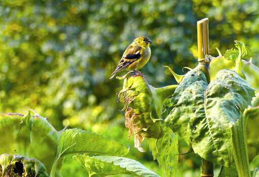 When managing birdfeeders, think bird health and safety