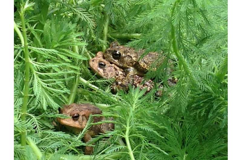 When naproxen breaks down, toads croak