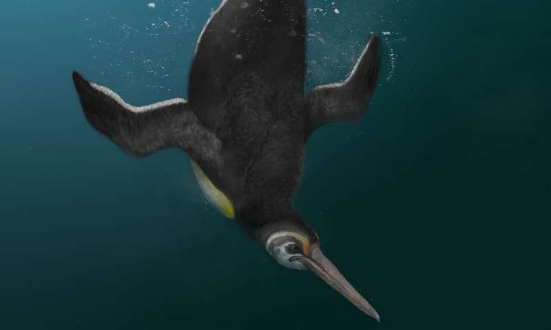 When penguins ruled after dinosaurs died