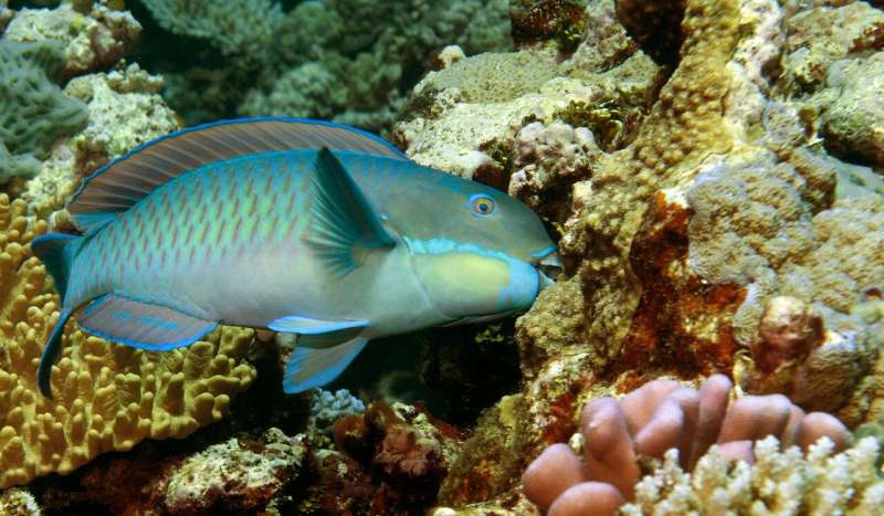 When reefs die, parrotfish thrive