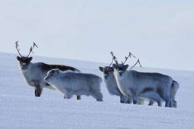 When the extreme becomes the norm for Arctic animals