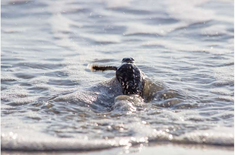 Where do baby sea turtles go? New research technique may provide answers