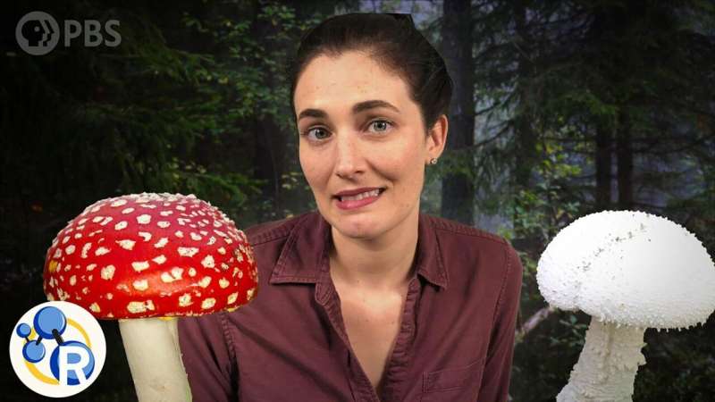 Which of these mushrooms could kill you? (video)