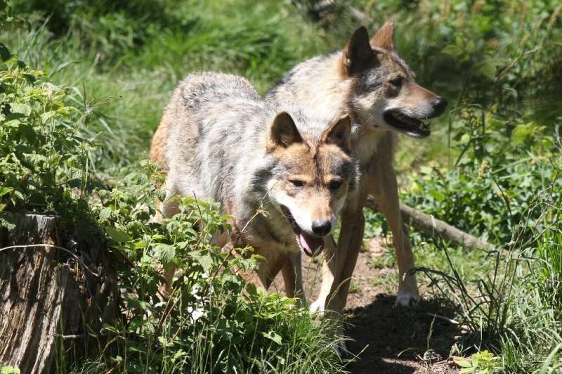 While their numbers are only a fraction of those found in Italy, Spain Romania or Poland, the predators have raised the hackles 
