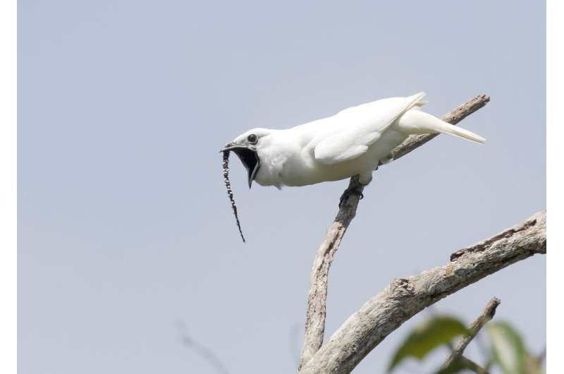 White bellbirds in Amazon shatter record for loudest bird call ever measured