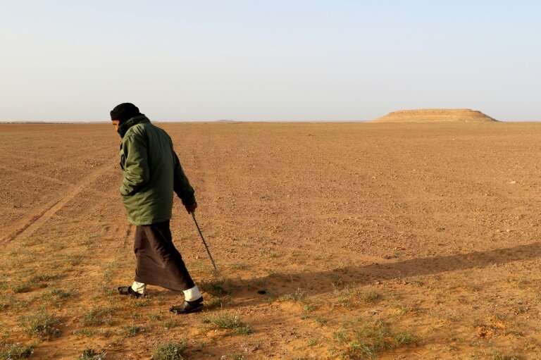 White truffle hunters comb the desert in Libya for the fungus known locally as &quot;Terfas&quot; which grows under the sand nur