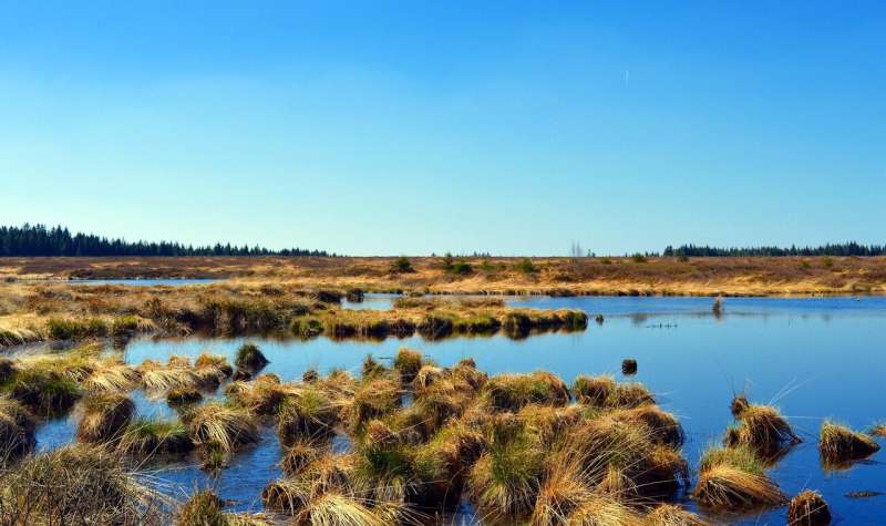 Why bogs may be key to fighting climate change