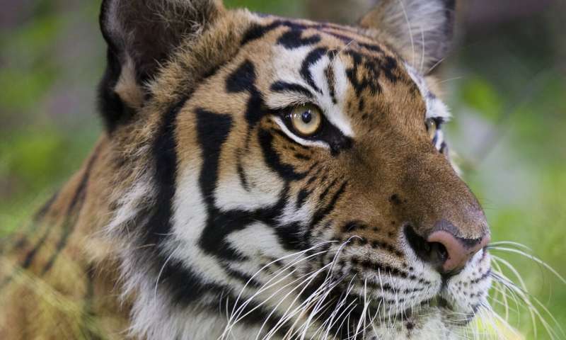 Why captive breeding will not save the wild tiger