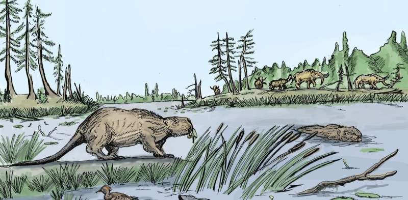 Why giant human-sized beavers died out 10,000 years ago