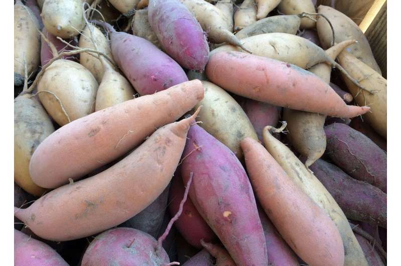 Why purple sweet potatoes belong on your holiday table