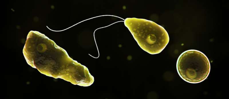 Why the 'brain-eating' amoeba found in freshwater lakes – while rare – is so deadly