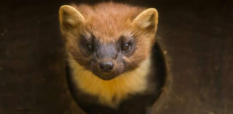 Why the pine marten is not every red squirrel's best friend