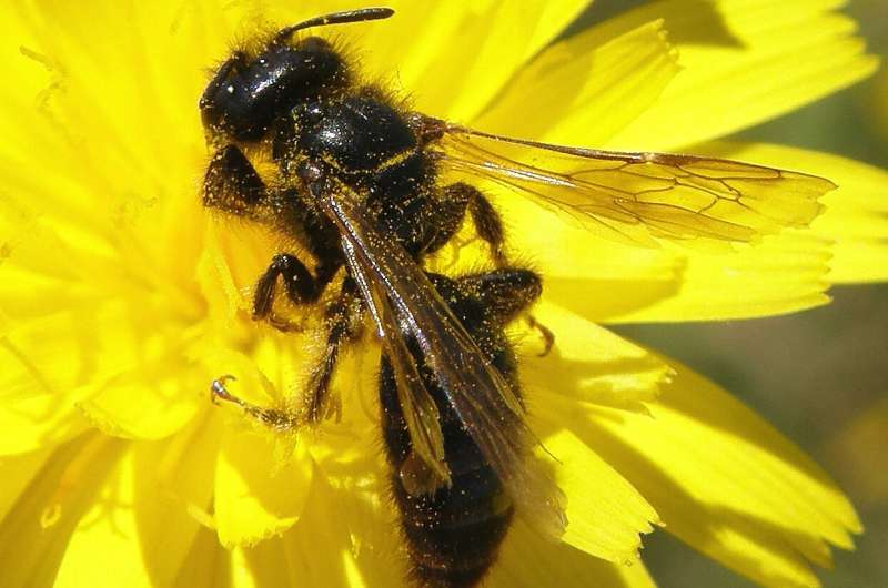 Widespread losses of pollinating insects in Britain