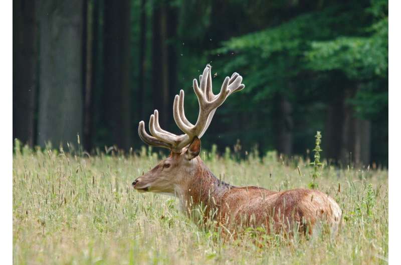 Wild red deer contribute to the preservation of open landscapes