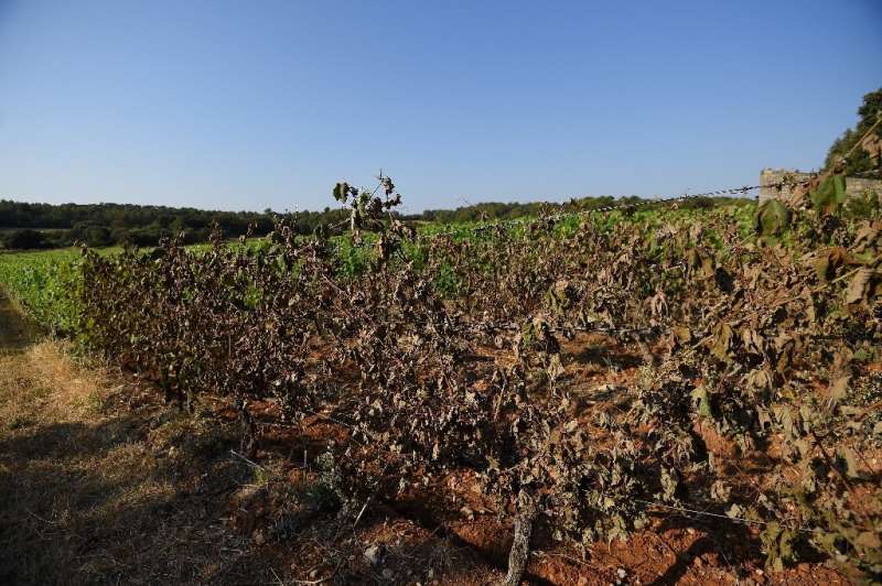 Winemakers believe the heatwave damage is a warning of worse to come as the planet warms.