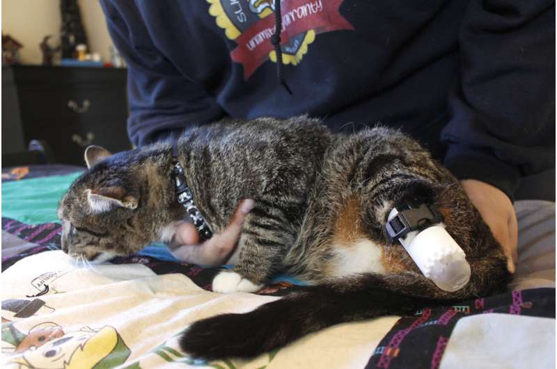 Wisconsin university helps cat get new back legs