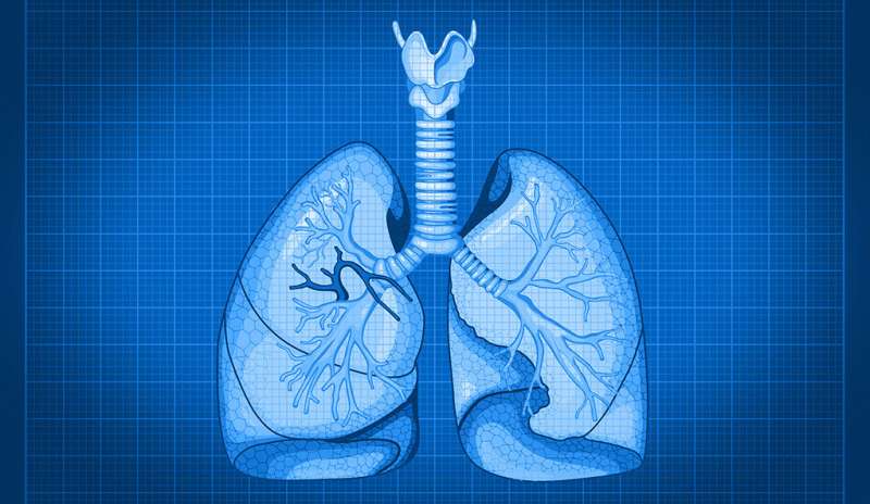 **With cellular blueprint for lungs, researchers look ahead to organ regeneration