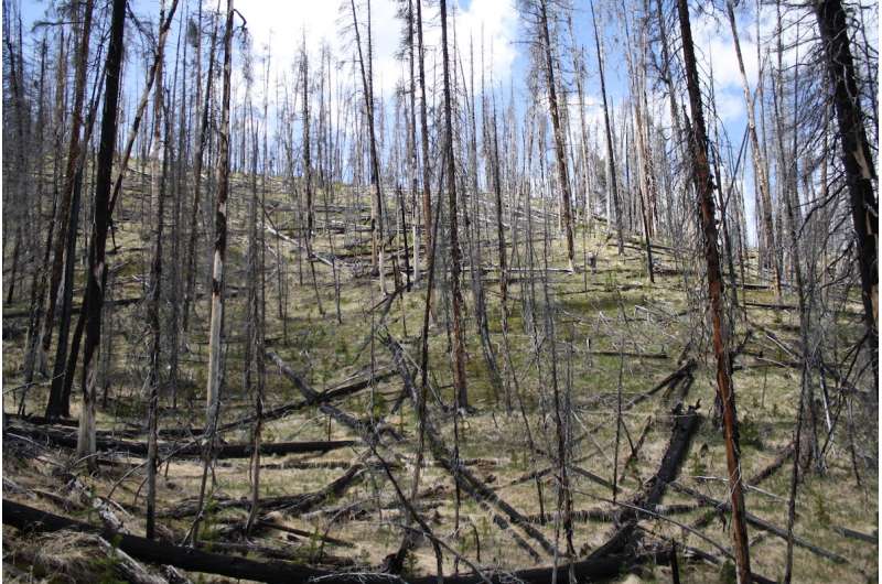 With fire, warming and drought, Yellowstone forests could be grassland by mid-century