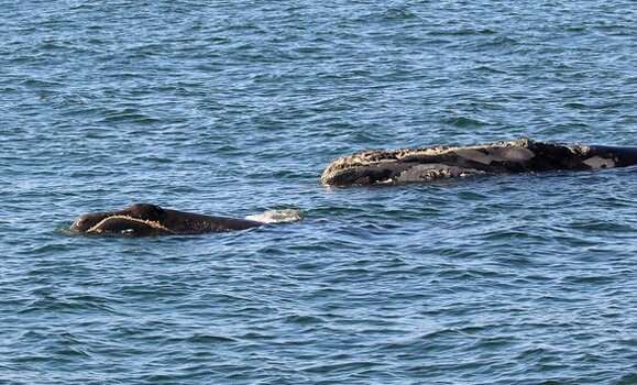 With six right whale deaths and counting, researchers seek solutions