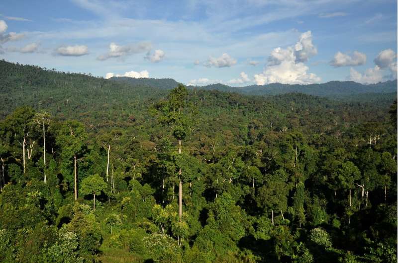 World's forests increasingly taking up more carbon